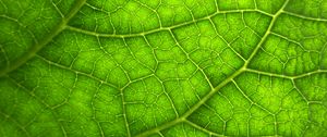 Preview wallpaper leaf, macro, veins, plant