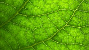 Preview wallpaper leaf, macro, veins, plant
