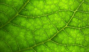 Preview wallpaper leaf, macro, veins, plant