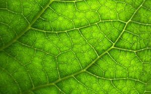 Preview wallpaper leaf, macro, veins, plant