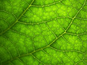 Preview wallpaper leaf, macro, veins, plant