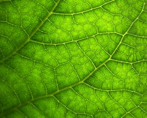 Preview wallpaper leaf, macro, veins, plant