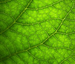 Preview wallpaper leaf, macro, veins, plant