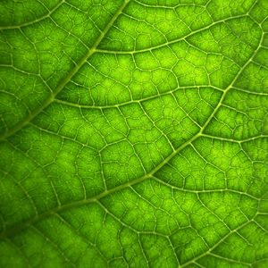 Preview wallpaper leaf, macro, veins, plant