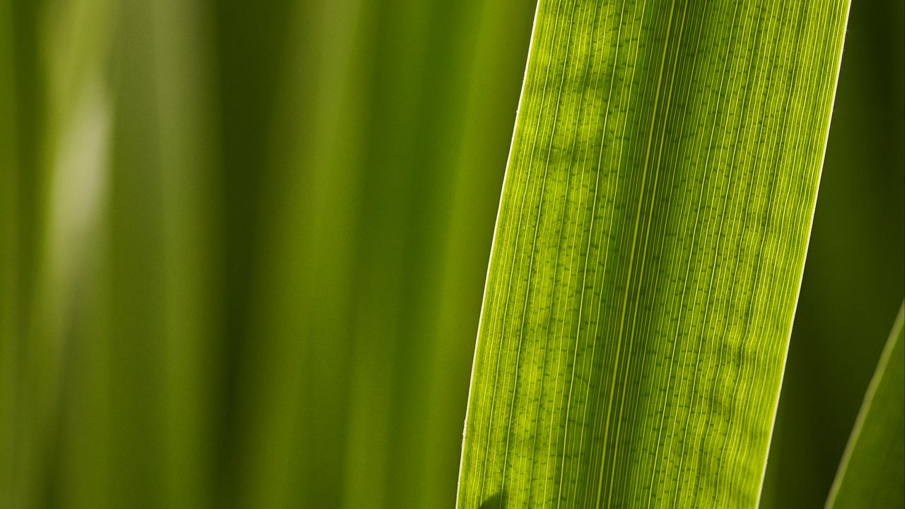 Wallpaper leaf, macro, veins, green