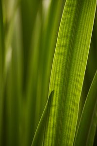 Preview wallpaper leaf, macro, veins, green
