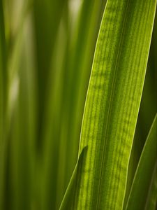 Preview wallpaper leaf, macro, veins, green