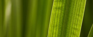 Preview wallpaper leaf, macro, veins, green