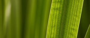 Preview wallpaper leaf, macro, veins, green