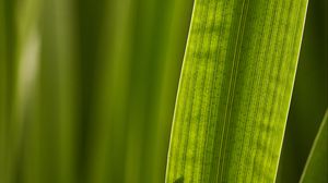 Preview wallpaper leaf, macro, veins, green
