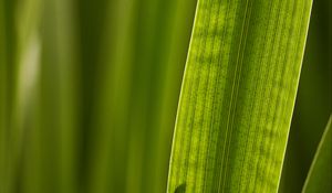 Preview wallpaper leaf, macro, veins, green