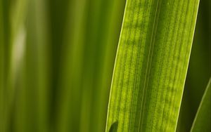 Preview wallpaper leaf, macro, veins, green
