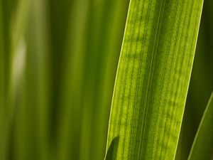 Preview wallpaper leaf, macro, veins, green