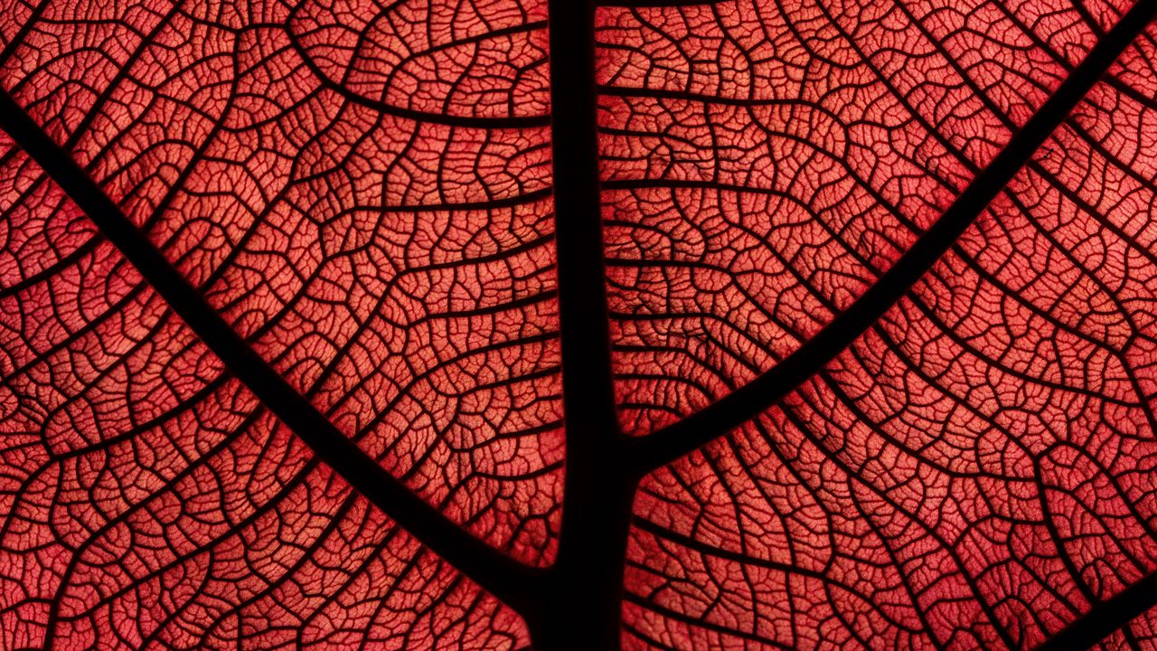 Wallpaper leaf, macro, veins, plant, red