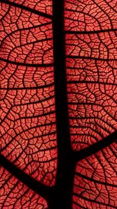 Preview wallpaper leaf, macro, veins, plant, red