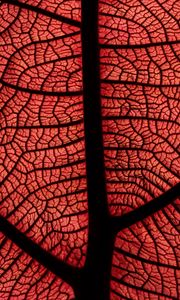 Preview wallpaper leaf, macro, veins, plant, red