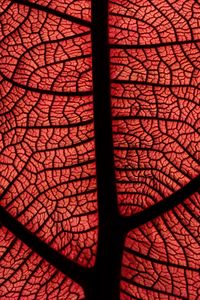 Preview wallpaper leaf, macro, veins, plant, red