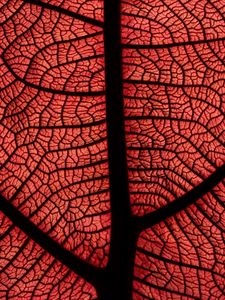 Preview wallpaper leaf, macro, veins, plant, red