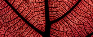 Preview wallpaper leaf, macro, veins, plant, red