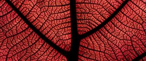 Preview wallpaper leaf, macro, veins, plant, red