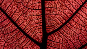 Preview wallpaper leaf, macro, veins, plant, red