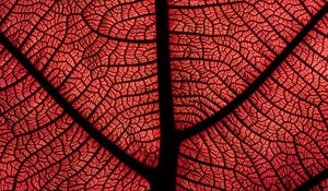 Preview wallpaper leaf, macro, veins, plant, red