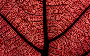 Preview wallpaper leaf, macro, veins, plant, red