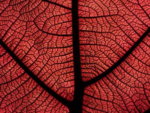 Preview wallpaper leaf, macro, veins, plant, red