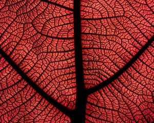 Preview wallpaper leaf, macro, veins, plant, red