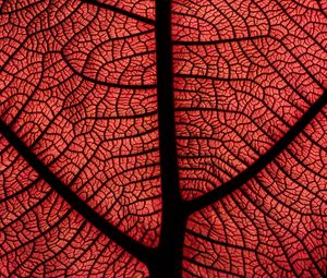 Preview wallpaper leaf, macro, veins, plant, red
