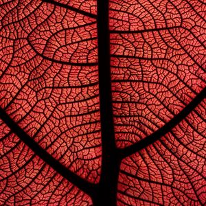Preview wallpaper leaf, macro, veins, plant, red