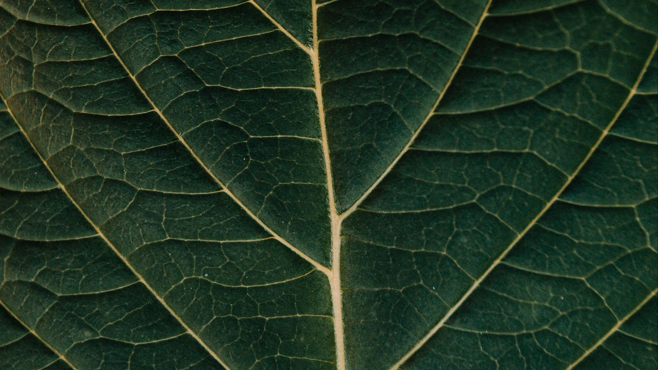 Wallpaper leaf, macro, veins, plant, green
