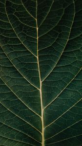 Preview wallpaper leaf, macro, veins, plant, green