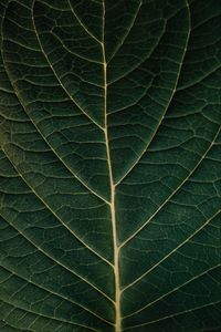 Preview wallpaper leaf, macro, veins, plant, green