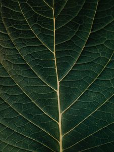 Preview wallpaper leaf, macro, veins, plant, green