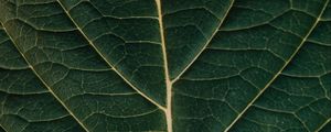 Preview wallpaper leaf, macro, veins, plant, green