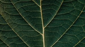 Preview wallpaper leaf, macro, veins, plant, green