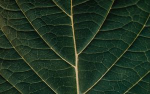 Preview wallpaper leaf, macro, veins, plant, green