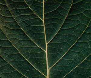Preview wallpaper leaf, macro, veins, plant, green