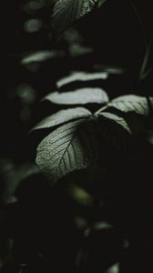 Preview wallpaper leaf, macro, veins, bush