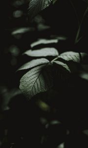 Preview wallpaper leaf, macro, veins, bush