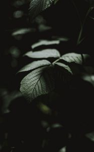 Preview wallpaper leaf, macro, veins, bush