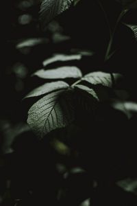 Preview wallpaper leaf, macro, veins, bush