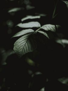 Preview wallpaper leaf, macro, veins, bush