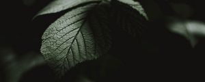 Preview wallpaper leaf, macro, veins, bush