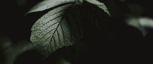Preview wallpaper leaf, macro, veins, bush