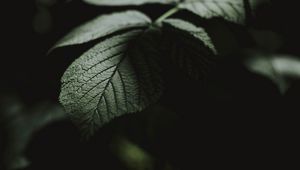 Preview wallpaper leaf, macro, veins, bush
