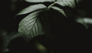 Preview wallpaper leaf, macro, veins, bush