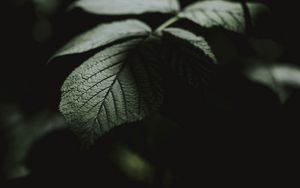 Preview wallpaper leaf, macro, veins, bush