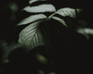 Preview wallpaper leaf, macro, veins, bush